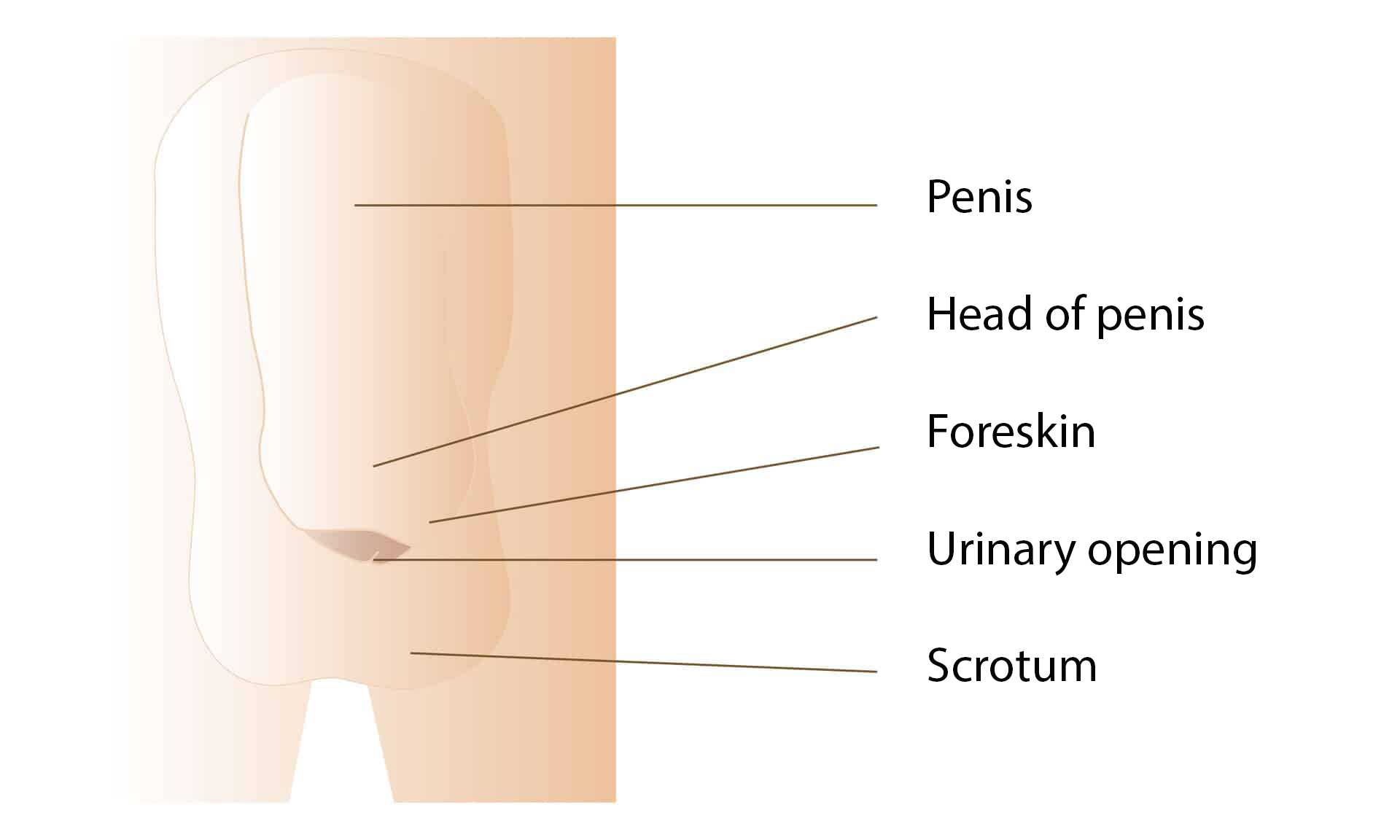 Scrotum