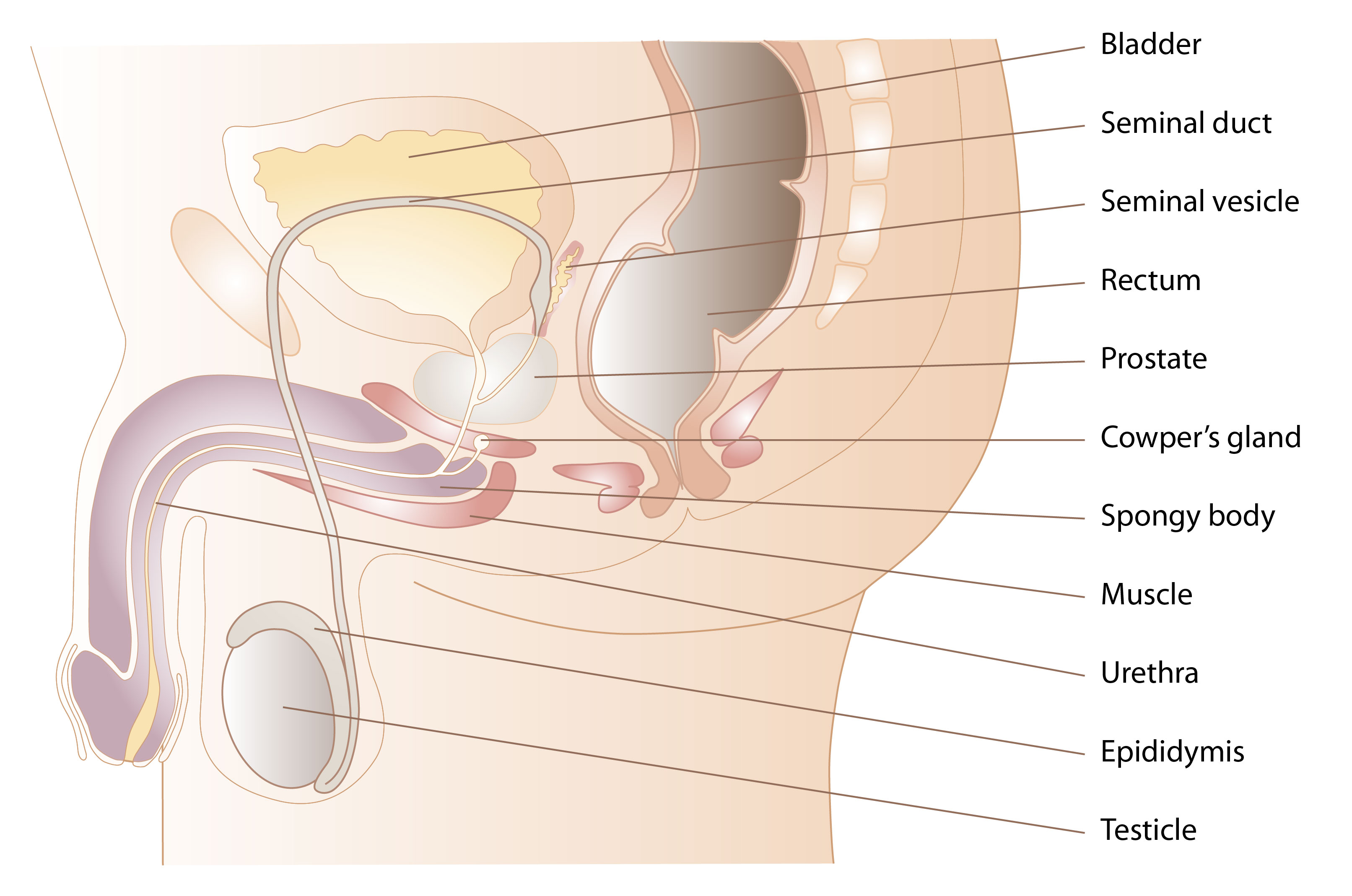 Prostate gland