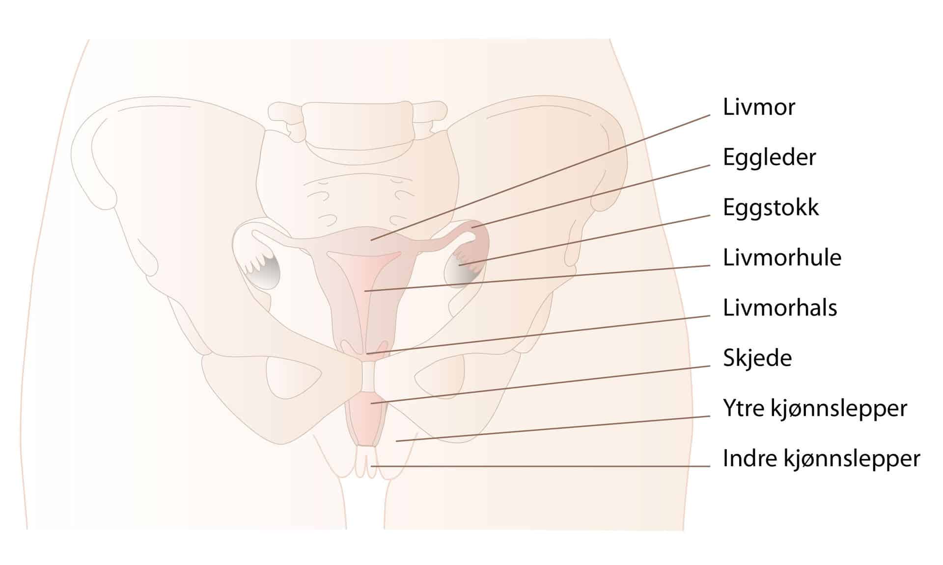 Livmorhals