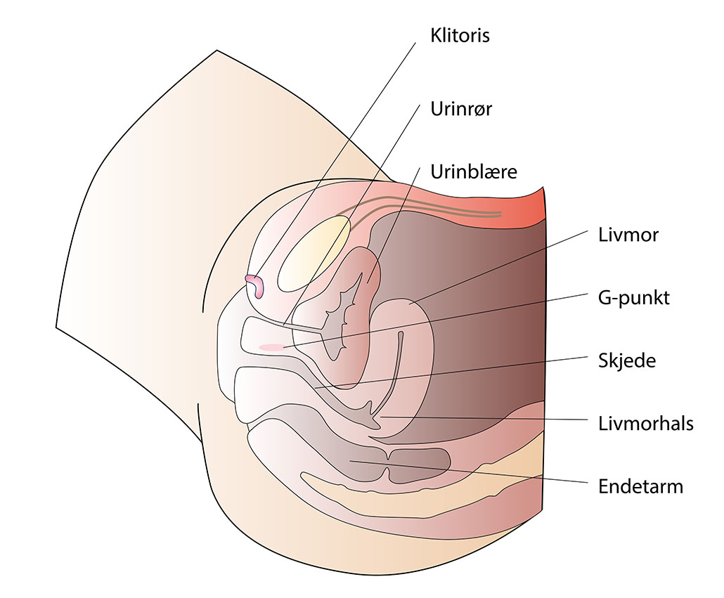 anatomi_kvinne_sag_1030