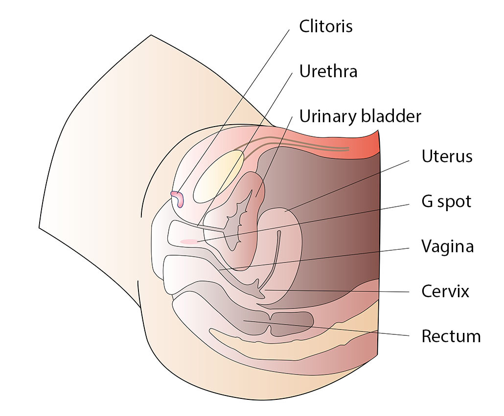 anatomyfemalesag1030