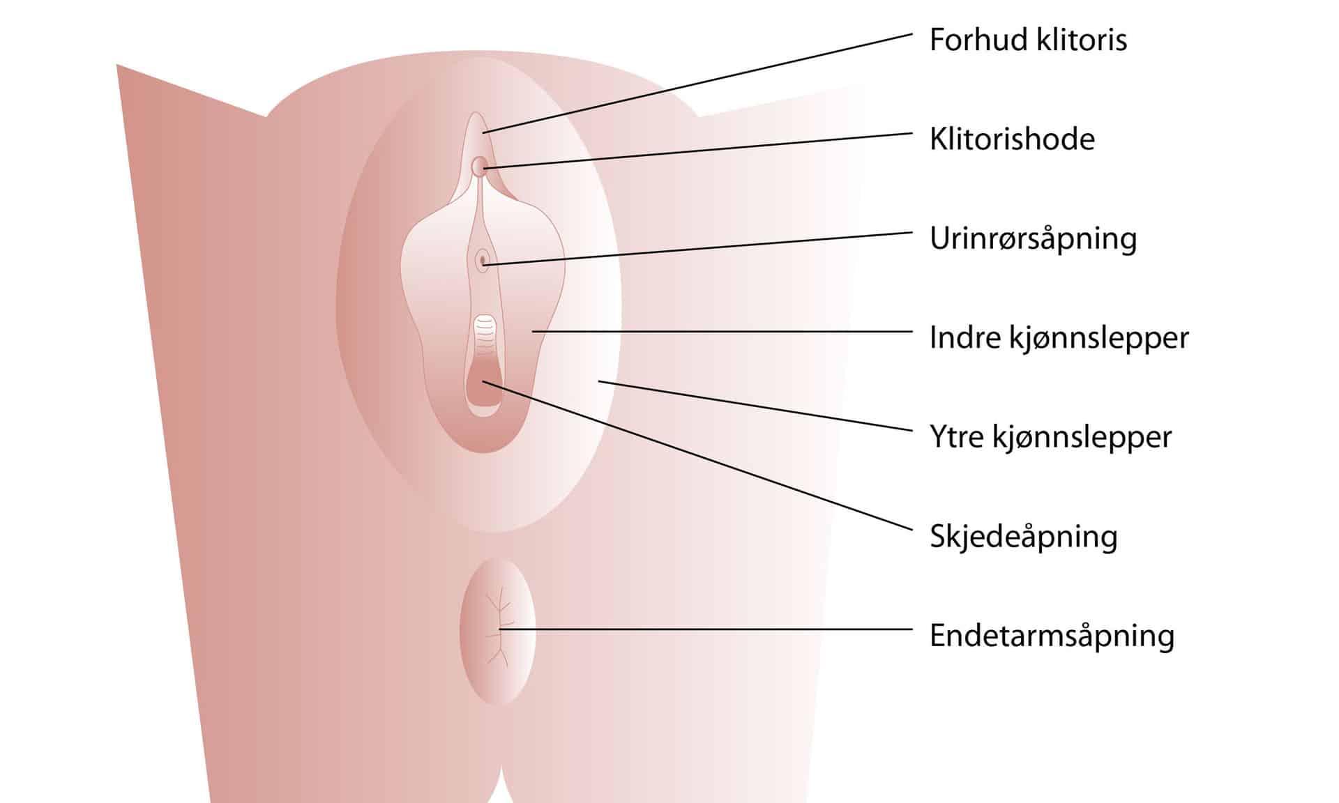 Skjedeåpning