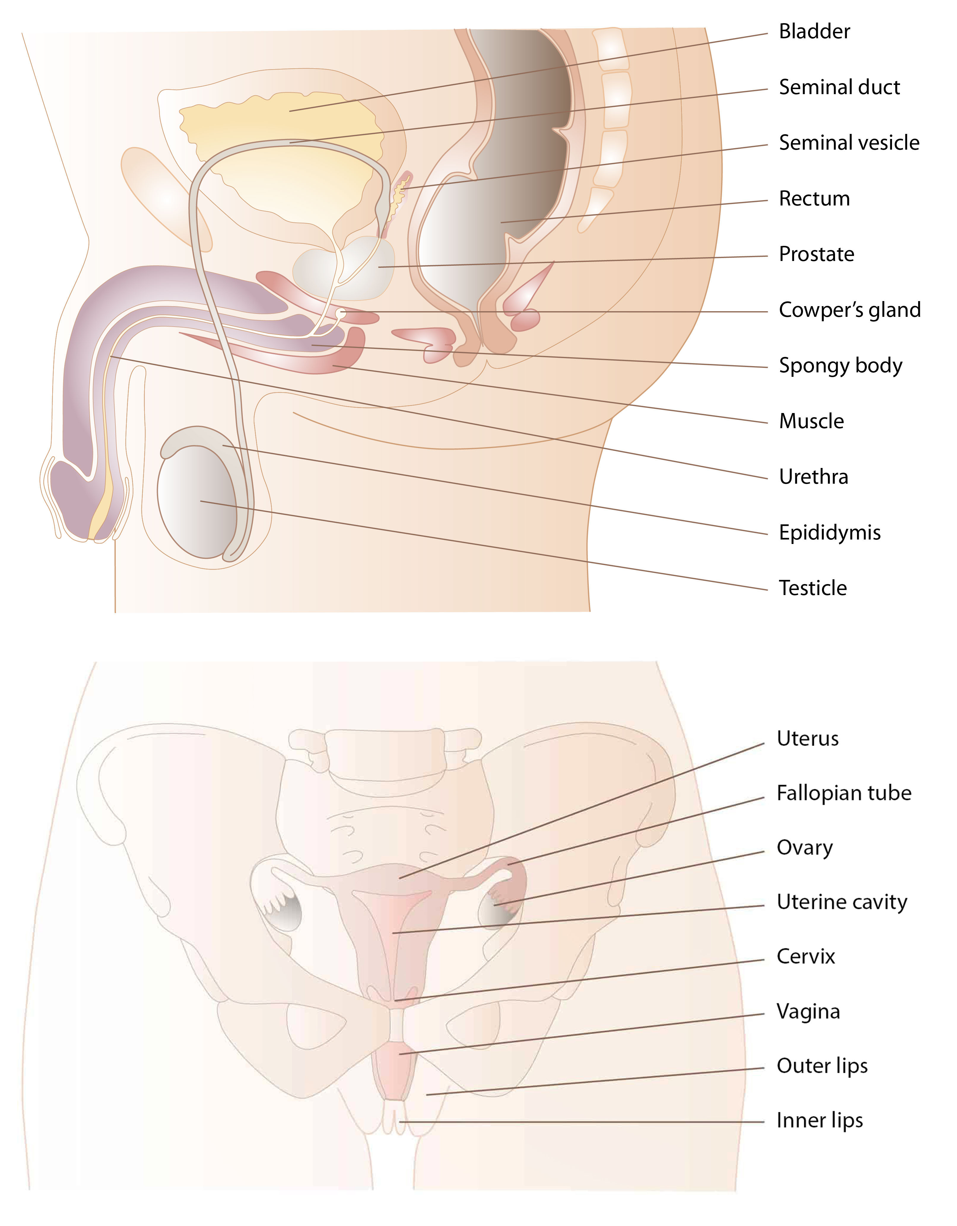 Internal genitalia