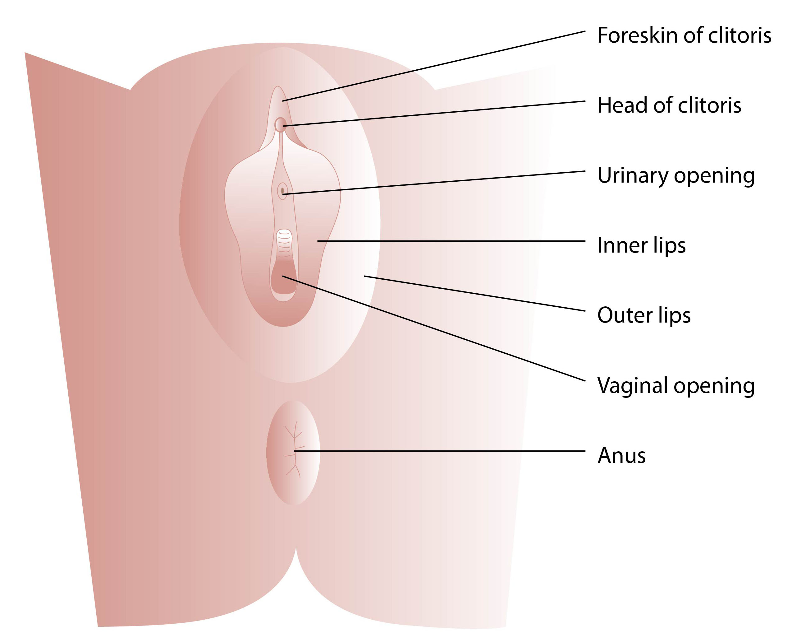 What Happens in a Womans Body During Sex?