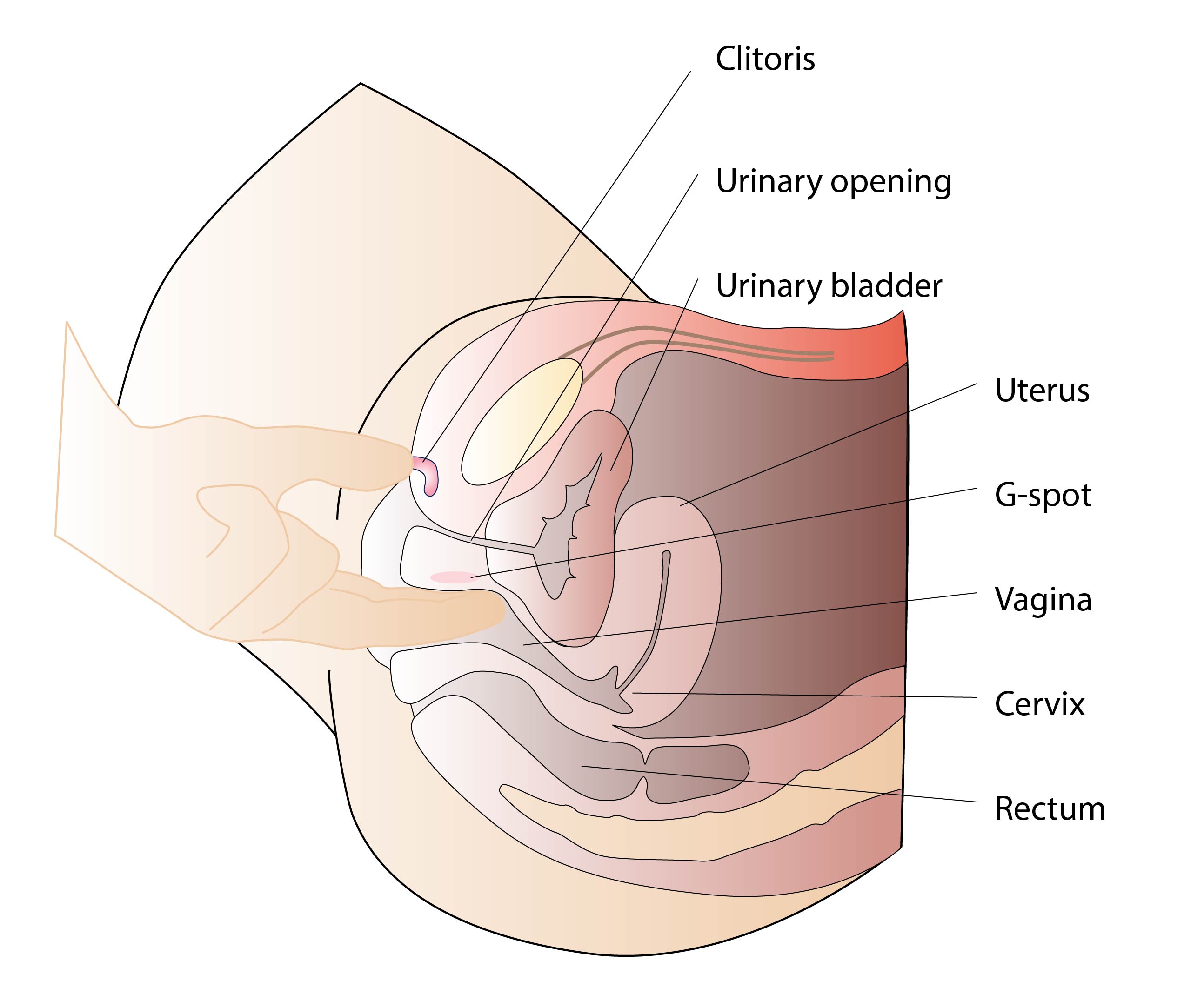 What Happens in a Womans Body During Sex? photo image image