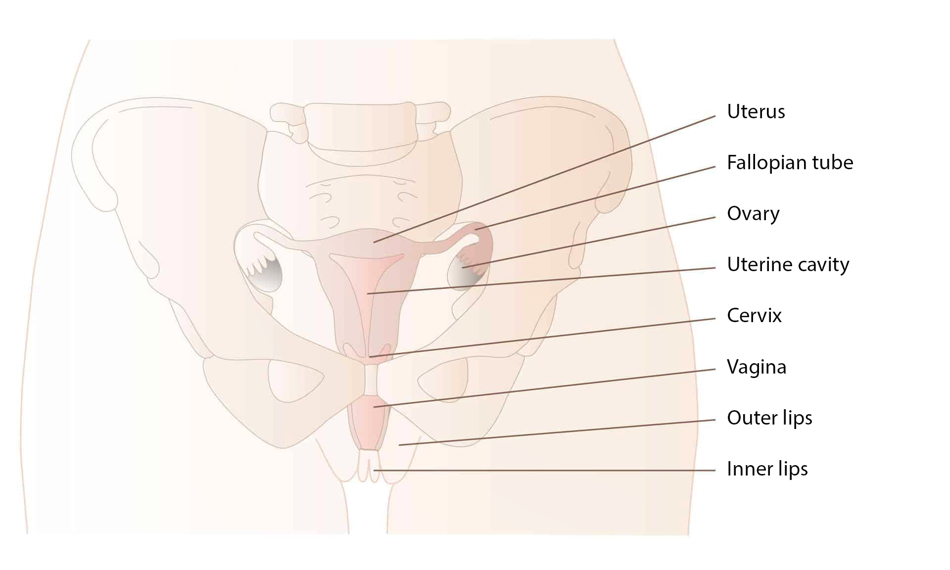 Cervix